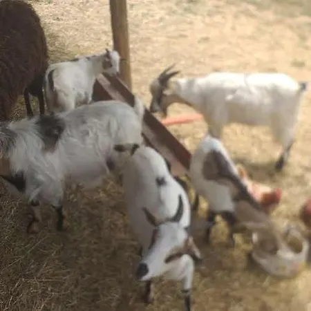 Agrifarm La Corte 아파트 *